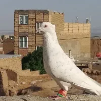 کفتر پرشی بی نظیر