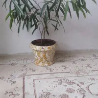 درختچه بنجامین آمستل بسیار زیبا و سالم|گل و گیاه طبیعی|ری, حمزه‌آباد|دیوار