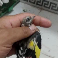 سهره نر