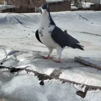 خوشرنگ مشهدی نرپرنده|پرنده|قزوین, |دیوار