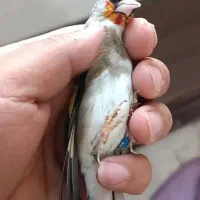 سهره کرمونی جوجه قفس|پرنده|تربت جام, جامی|دیوار