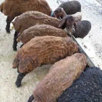 بره و میش و قوچ هترو