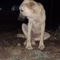 ماده پژدر۴ماهه فروشی نوه جی قهرمان|سگ|آق قلا, |دیوار