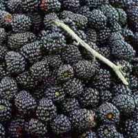 شربت تمشک جنگلی
