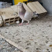 کبوتر|پرنده|شال, |دیوار