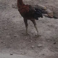 مرغ محلی با جوجه وخروس محلی ولاری