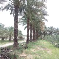 حرس درخت خرما