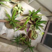 گل طبیعی|گل و گیاه طبیعی|بروجرد, |دیوار