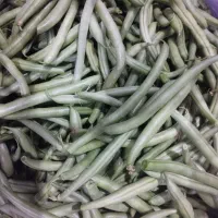 لوبیا سبز قلمی