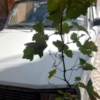 مزدا کارا