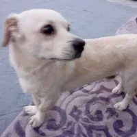 سگ نر پاکوتاه