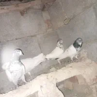 کبوتر پرشی|پرنده|ایرانشهر, |دیوار