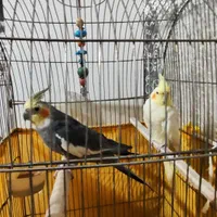 یک جفت عروس هلندی مولد