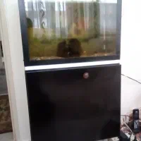 اکواریوم بامیز