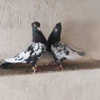 کبوتر سینه ای کله سیاه دومبی طوقی