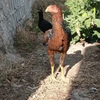 مرغ وخروس لاری اصیل نسل عالی