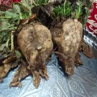 چغند قند از ۱تن تا ۱۰۰تن موجود برای فروش کلی یا جز