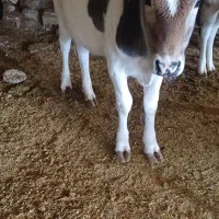 فروش دوراس گوساله .. کیلویی میدم  ۵۵۰