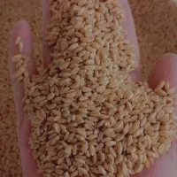 گندم برات بذری درجه یک یک|خدمات باغبانی و درختکاری|شوشتر, |دیوار