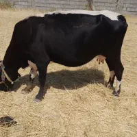 سلام گاو وگوساله شیرماده