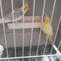 عروس هلندی مولد|پرنده|قائم‌شهر, |دیوار