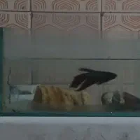 فایتر پلاکت|ماهی|تهران, هفت چنار|دیوار