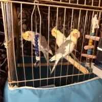 ۵عددعروس هلندی