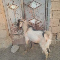 دوعددبز|حیوانات مزرعه|چمران, |دیوار