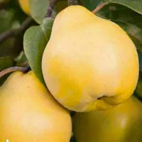 پیش فروش نهال به آناناسی|خدمات باغبانی و درختکاری|پلدختر, |دیوار