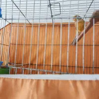 قناری نر و ماده بخون|پرنده|ساوه, |دیوار