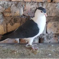 ماهی کفتر 5 عدد باهم دونه 300 تومن تکی فروش ندارم