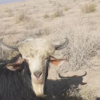 بزغاله نر ۱۰ عدد  ۶عدد گوسفند دو زاییده و ۴عدد آپس