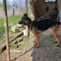 سگ ژرمن ماده اصیل،رشت،لاکانشهر