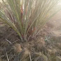 دمیت کبکاب|خدمات باغبانی و درختکاری|برازجان, |دیوار