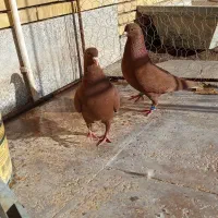 جفت گلی دم سفید