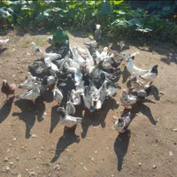 کبوتر|پرنده|آستانه اشرفیه, |دیوار