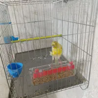 قناری نر یه سرفری ویژه یه سرجیبر|پرنده|ری, فیروزآبادی|دیوار