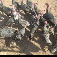 ۳۰ عدد جوجه بقلمون ۳ ماه