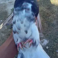 خوشرنگ سیا|پرنده|کوه چنار, |دیوار