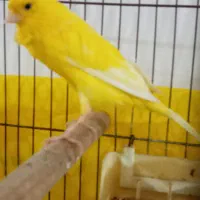 قناری سوپر کشیده بلند نر بخوان