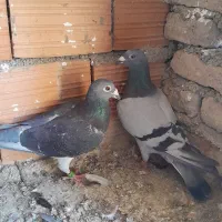 کبوتر آلمانی