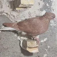 زرد کرمونی  و زرد دم سفید سار سرور|پرنده|مشهد, ادیب نیشابوری (شهرک غرب)|دیوار