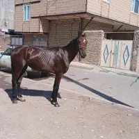 اسب|اسب و تجهیزات اسبسواری|قزوین, |دیوار