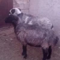 فروش میش