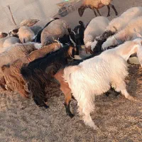 میش چاق بز چاق میش داشت|حیوانات مزرعه|خرم‌آباد, |دیوار
