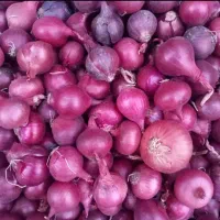 فروش پیاز ریز