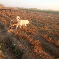 واگذاری سگ سفید گوسفندی