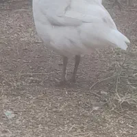 خریدوفروش حیوانات مزرعه حلال گوشت|حیوانات مزرعه|قزوین, |دیوار