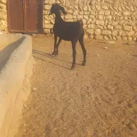 دو عدد بز دورگ