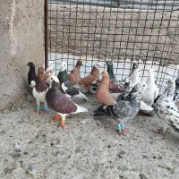 کبوتر دورگ پلاکی و خودمونی پرشی زرنگ|پرنده|شیراز, پانصد دستگاه ارتش|دیوار
